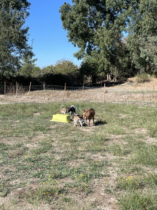 Cabras anãs ( adultas e bebes)