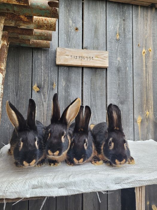 Sprzedam króliki podpalane czarne. ( różne mioty )