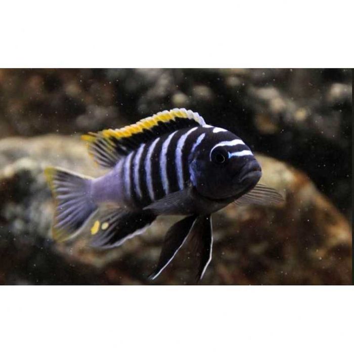 Cynotilapia Zebroides MACHO