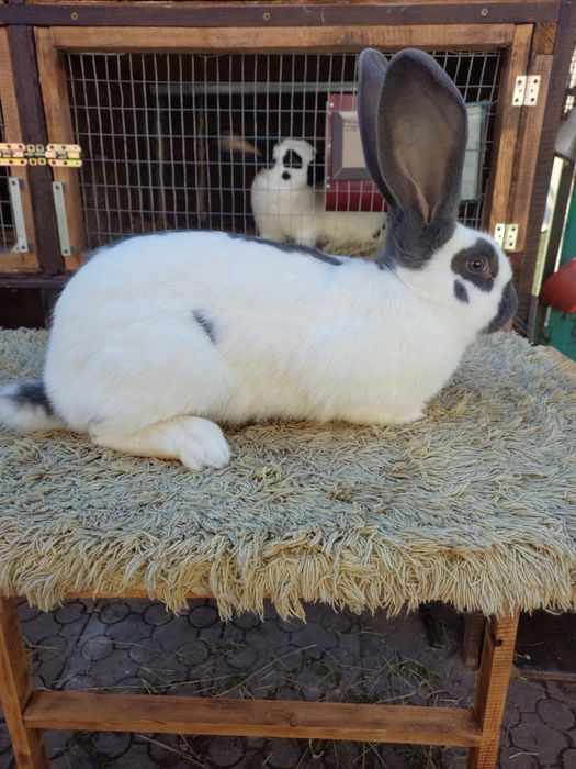 Самка Строкач НСВ Сіра