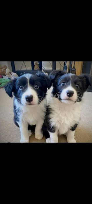 Szczeniaczki po border collie suczki