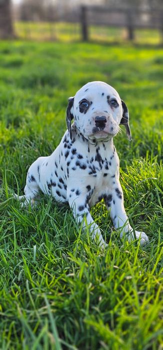 Dalmatyńczyk szczeniak