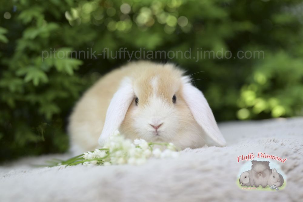 Жовта біловуха дівчинка. Висловухий кролик.