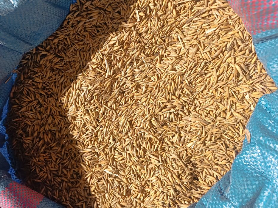 Sprzedam owies Bingo