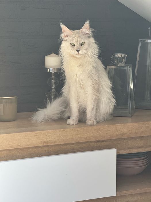 Maine Coon Czarny Srebrzysty Kocurek