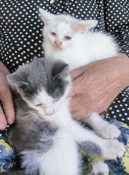 Віддам кошенят, котики в добрі руки