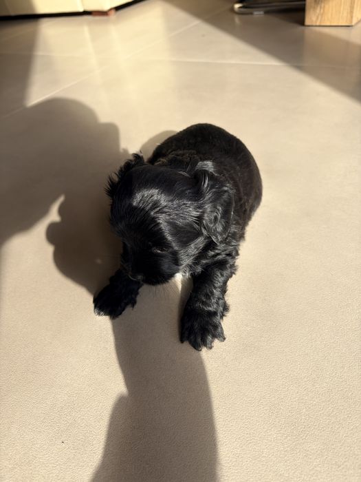 Pieski do adopcji