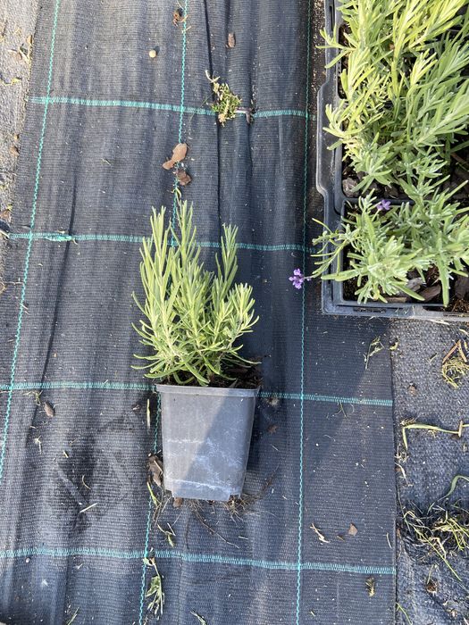 Lawenda (lavandula)