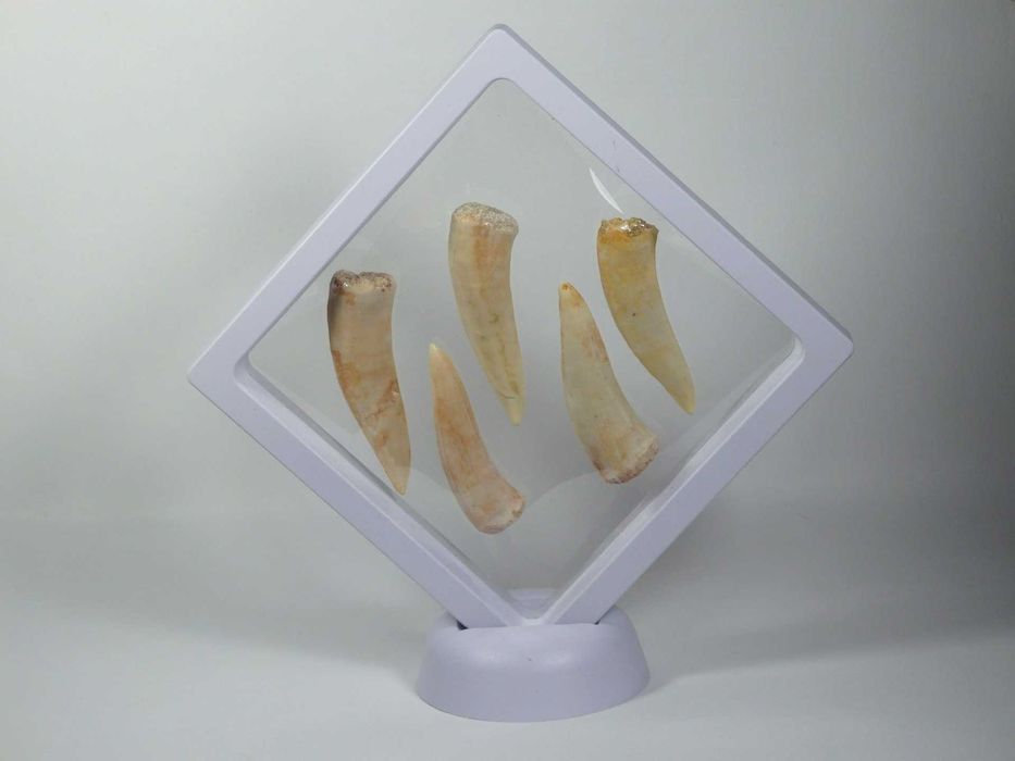 LOTE: 5 Fósseis Dentes "Enchodus libicum" (100,5-66 milhões de anos);