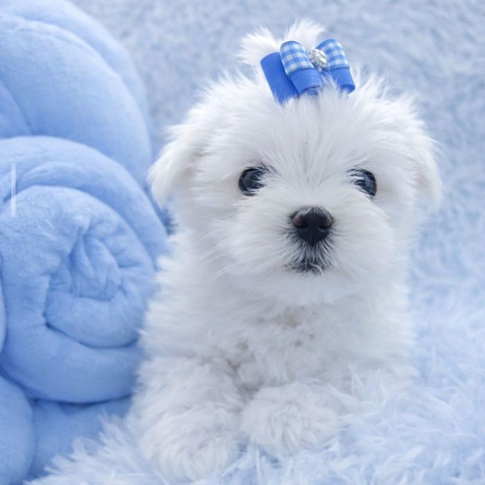 Śliczny piesek xxs maltańczyk*rodowód*czip