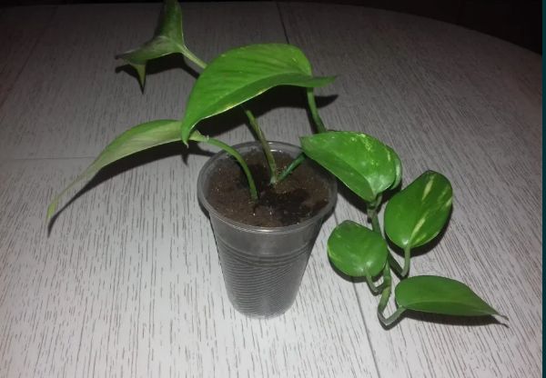 Сциндапсус, епіпремнум, ліана домашня