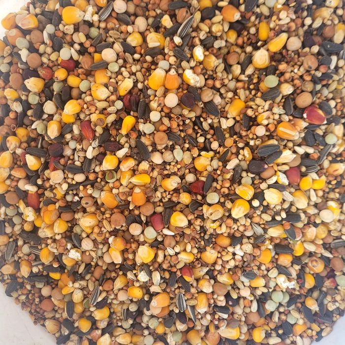 Karma dla gołębi pierzeniowa