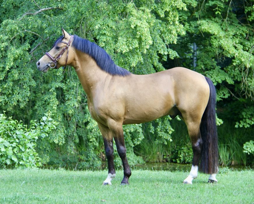 Zloty Attila  kuc DRP 145 cm Stanowka