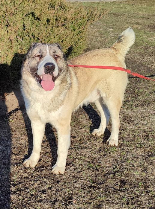 Алабай кобель для вязки