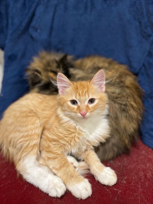 Кошенята в добрі руки дуже терміново!