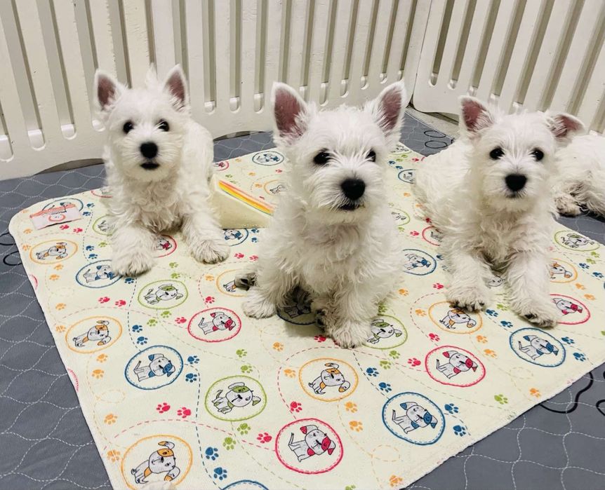 Вест хайленд вайт терʼєр