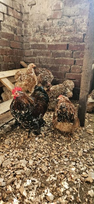 Jaja legowe kochin karzełek  miniaturowy PORCELANOWY