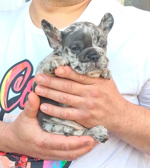 Bulldogue francês окрас Merle