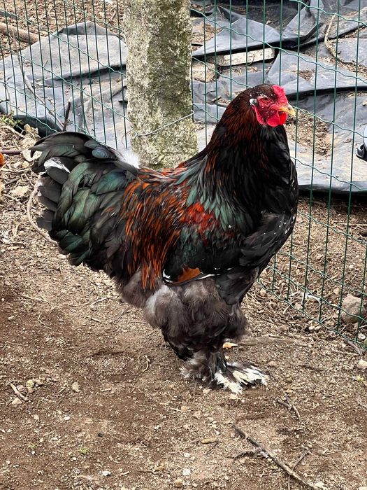 Vendo ovos galados brama cedosa e jersy