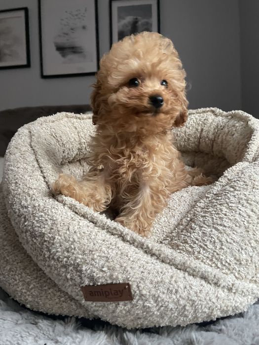 Ostatni samiec pudel toy- badania genetyczne