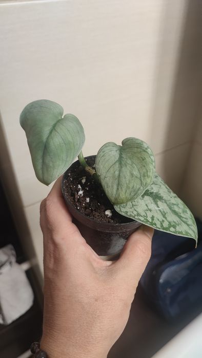 Scinsapsus silver cloud
