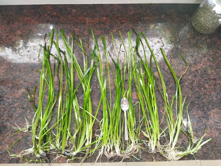 Trawa wysoka do akwarium nurzaniec  , roślinki , rośliny