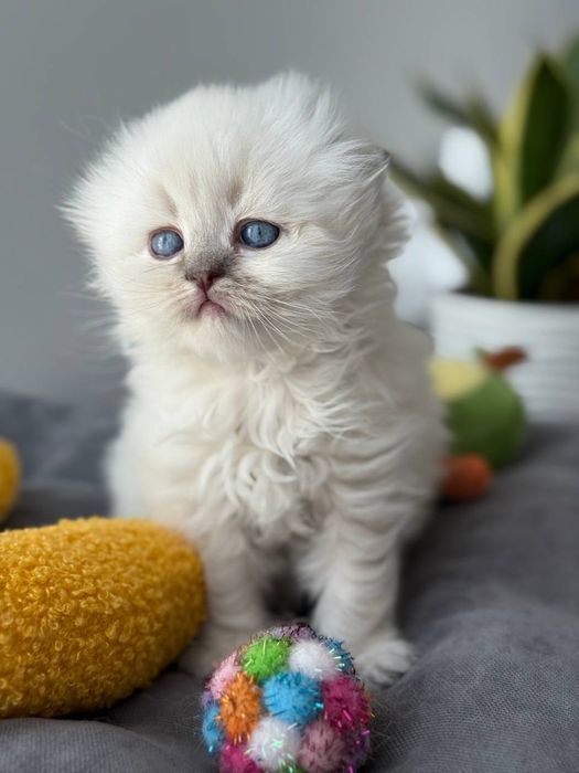 Котята шотландские поинт Scottish 
Scottish fold