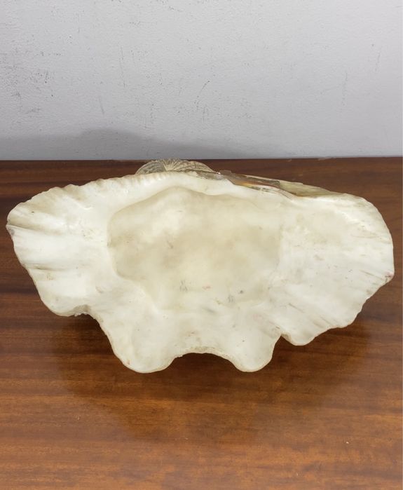 Concha  gigante (Tridacna gigas).