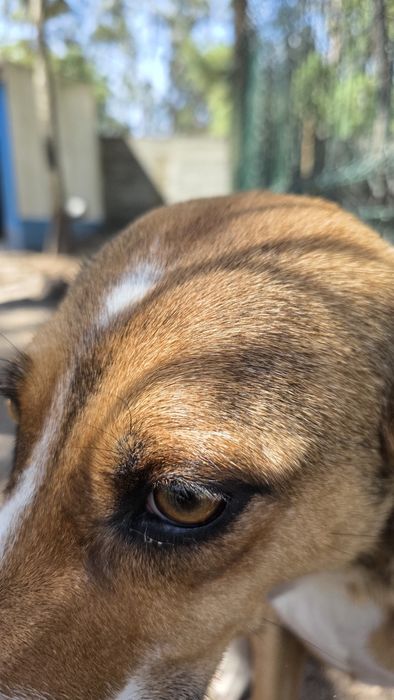 Cão / cadela  para adoção
