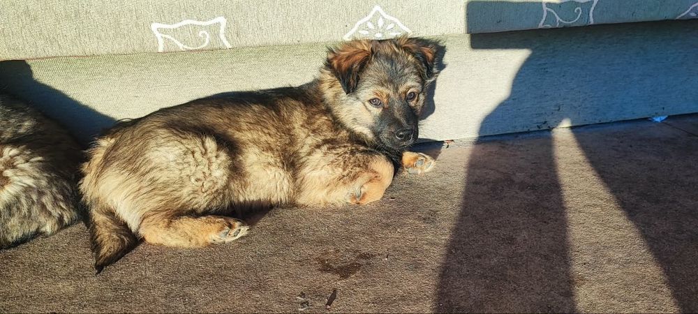 Oddam pieska w dobre ręce