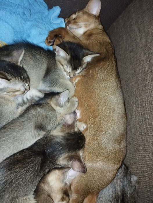 Кошенята абіссінської кішки