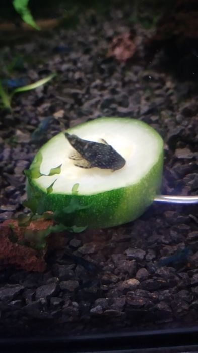 Ancistrus sp com 5a6cm