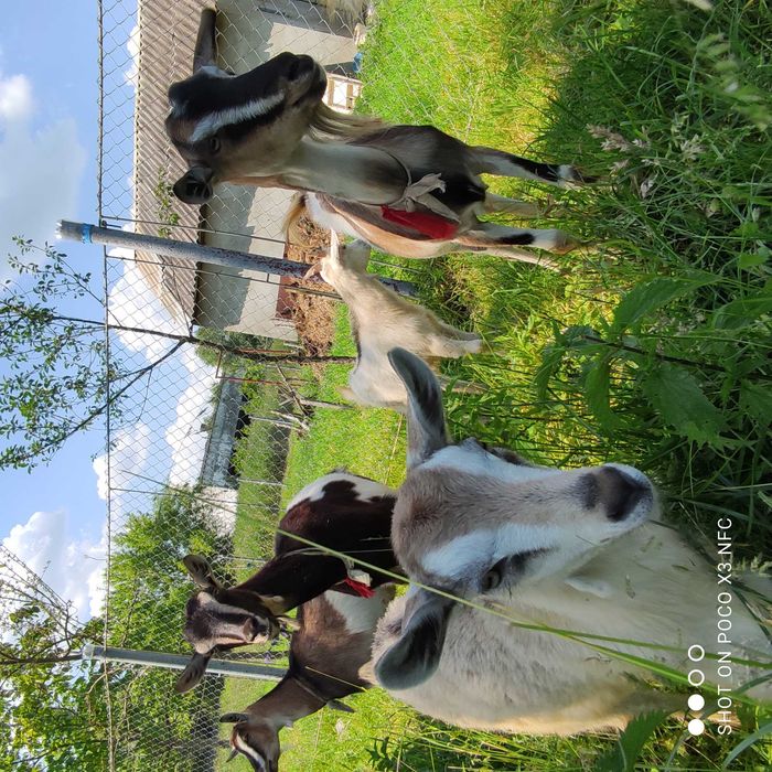Продаю дійні кози