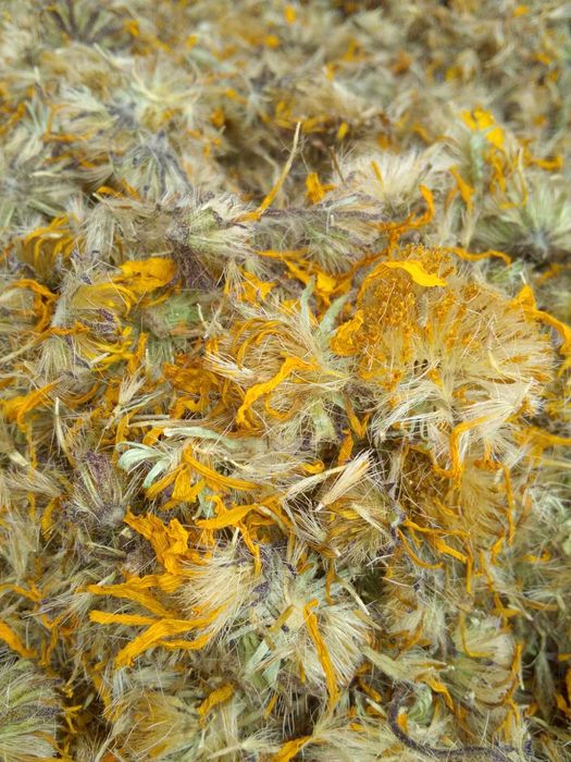 Арніка гірська (arnica montana)