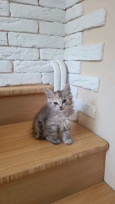Дівчинка в хороші руки