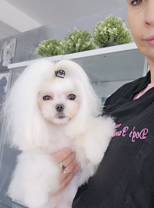 Dog's Paradise Groomer, fryzjer dla psów, Psi fryzjer, strzyżenie psów