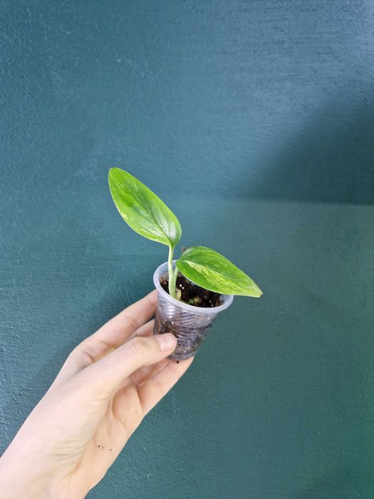 Кімнатні рослини