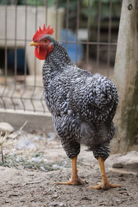 Galos raça Pedrês Portuguesa