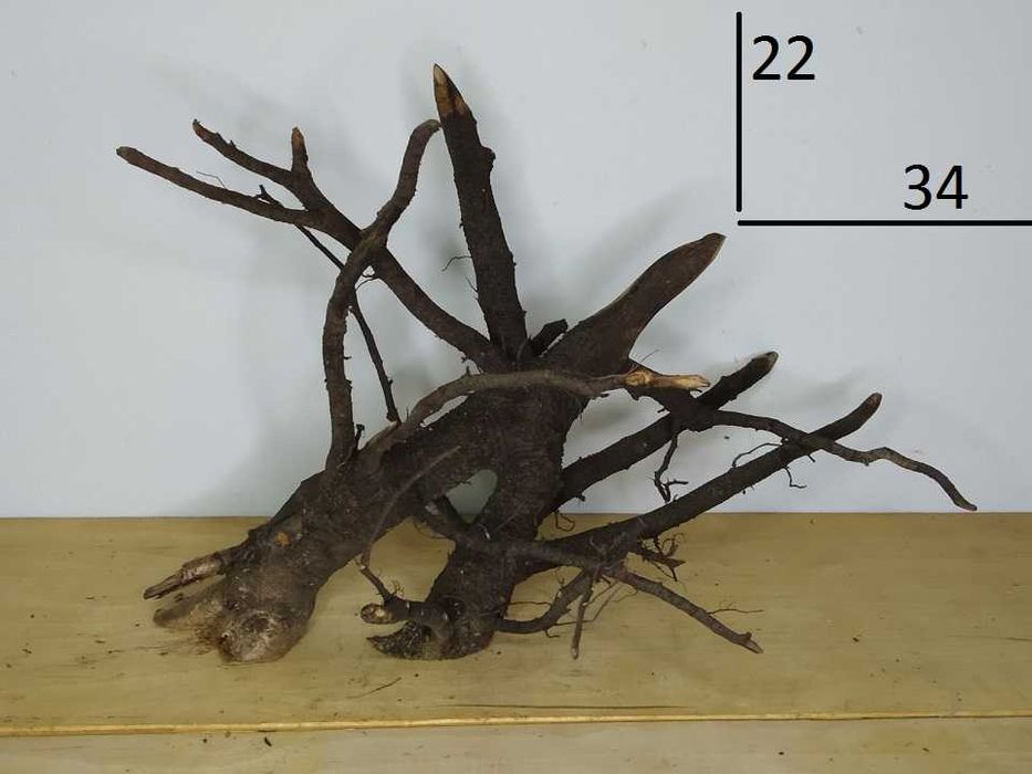 коряги для аквариума , террариума , флорариума .