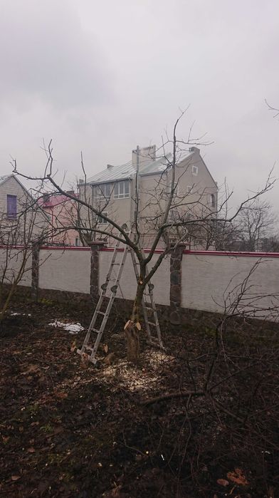 Формування рослин ландшафт, газони