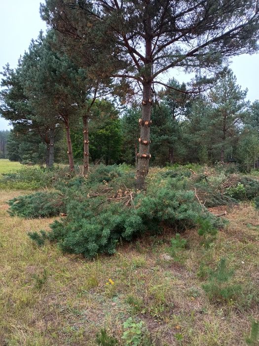 Ścinka drzew mulczer czyszczenie działek samosiewy