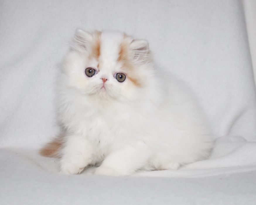 Очень хороший персидский мальчик