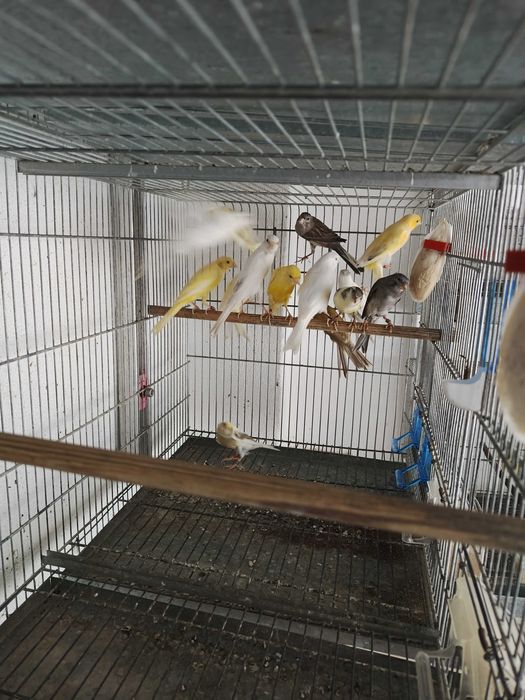 Canários llarguet espanhol