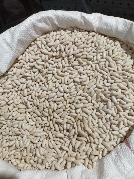 Nasiona fasoli odmiany UNIDOR