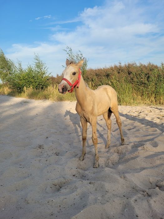 Ogierek arab/akhal teke