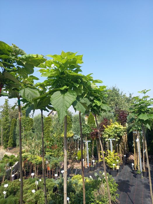 Tuja Tuje Szmaragd 95 cm 3 l. Dowóz PRODUCENT KORA