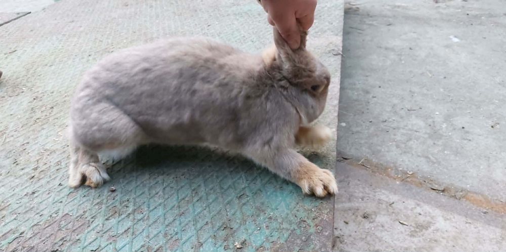 Królik baran francuski