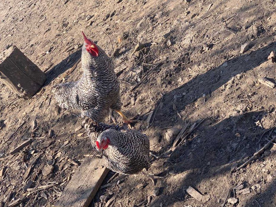 Кури. Яйця курей. Амрокс і Лівенська ситцева.