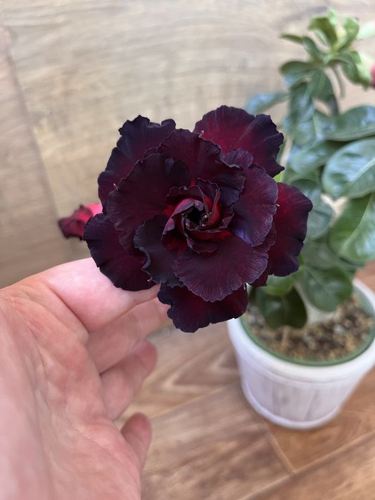 Продам аденіум Black Temptation