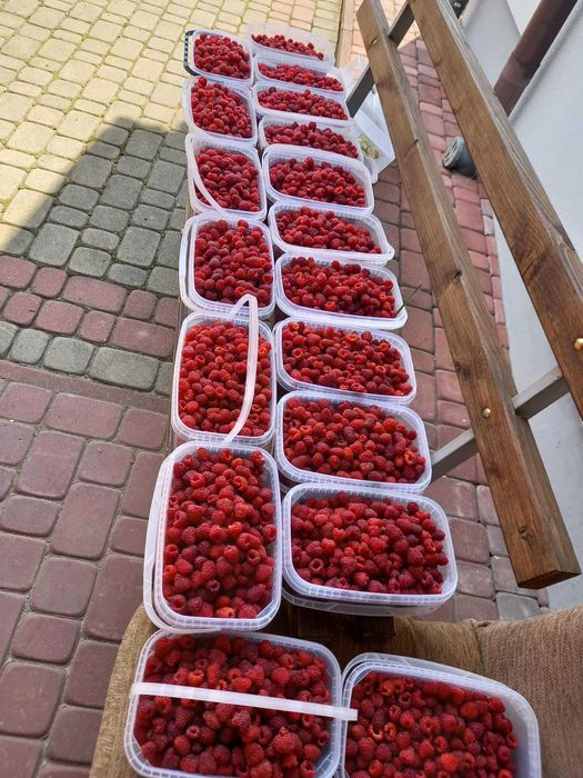 Maliny owoce okolice Jasła